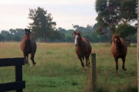 /album/graebar-park-gallery-/rk-morning-run-jpg1/